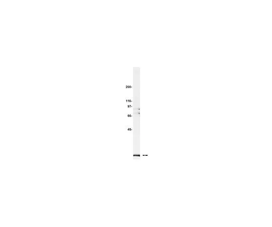 62-8383-68 Anti-Pin1; 100 μg 07-091