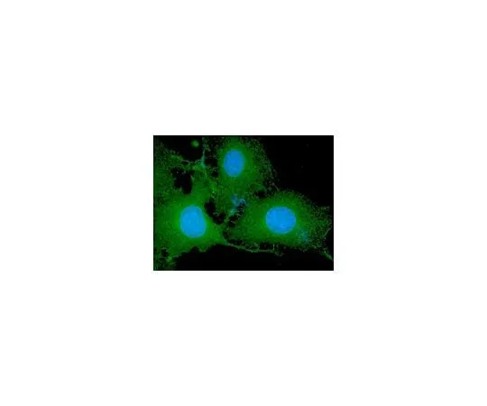 62-8392-75 Anti-phospho-Akt1/PKBα (Ser473), clone 11E6, Alexa Fluor(R) 488 conjugate; 50 μg 16-305