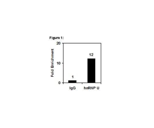 62-8367-64 RIPAb+(TM) hnRNP U; 10 assays 03-206