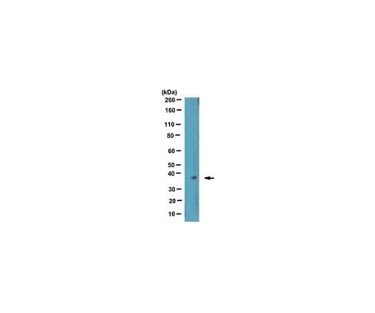 62-8463-46 Anti-Ogg1 ABE1372