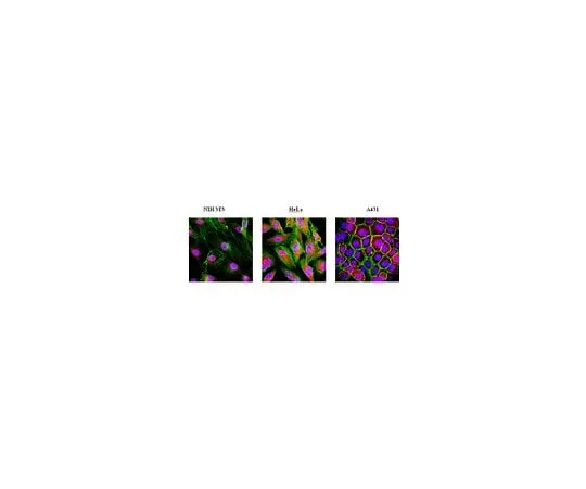 62-8452-39 Anti-Cytoplasmic FMR1-interacting Protein 1; 100 μg AB6046