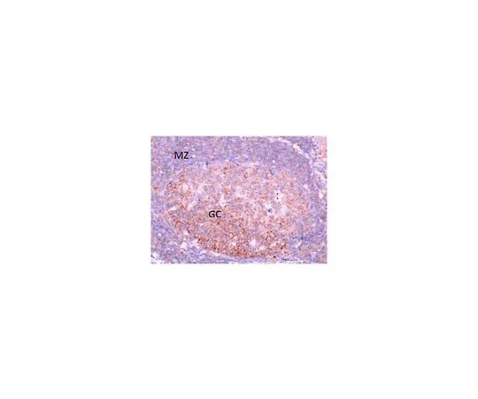 62-8468-10 Anti-Fbxo7 Antibody ABN1038