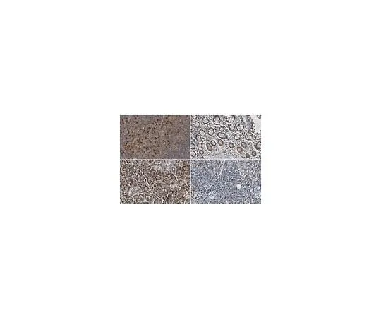 62-8458-56 Anti-Cathepsin S ABC503