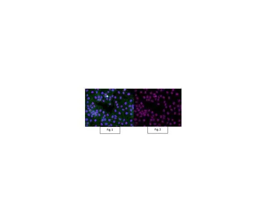 62-8385-33 Anti-trimethyl-Histone H3 (Lys4) Antibody, Alexa Fluor(R) 647 07-473-AF647