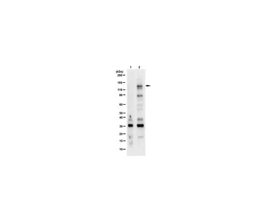 62-8387-15 Anti-phospho-Upf1 (Ser1127); 100 μg 07-1016
