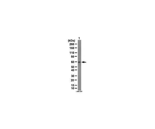 62-8388-91 Anti-OSR1; 100 μL 7-64
