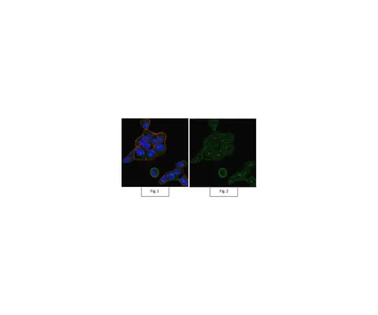 62-8371-02 Anti-Rac1 Antibody, clone 23A8, Alexa Fluor(R) 488 Conjugate 05-389-AF488