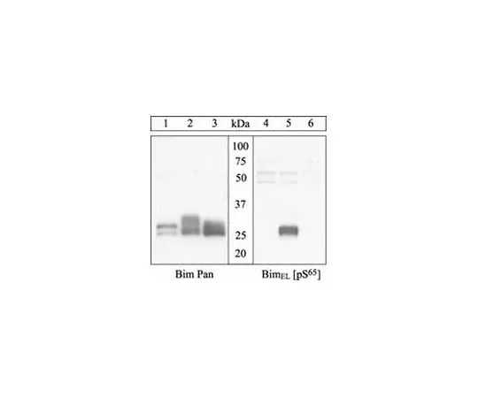 62-8448-17 anti-BimEL (pS69) human / (pS65) rat; 100 μL AB3579