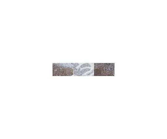 62-8385-88 Anti-Rac2 Antibody 07-604-I