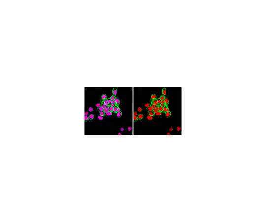 62-8369-43 Anti-Estrogen Receptor α, clone F3-A; 100 μL 04-1564