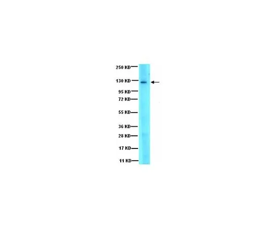 62-8387-82 Anti-JAK3; 100 μL 07-1487