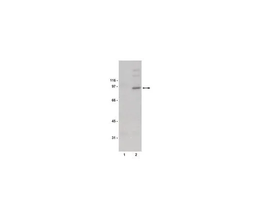 62-8384-39 Anti-phospho-STAT1 (Tyr701); 100 μL 07-307