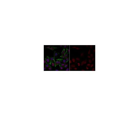 62-8373-09 Anti-phospho-Histone H3 (Ser10) Antibody, clone 3H10, Alexa Fluor(R) 555 05-806-AF555