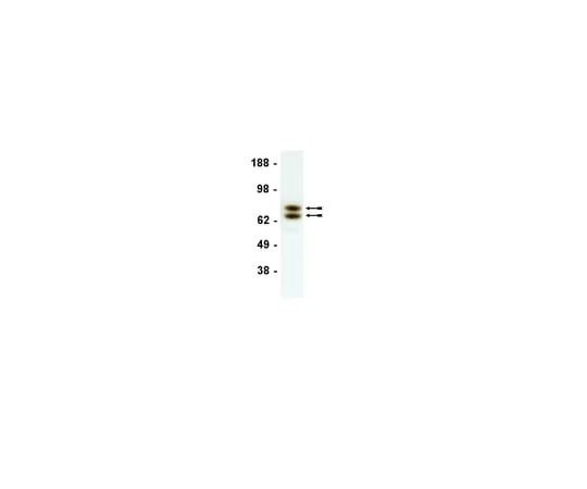 62-8372-53 Anti-Lamin A/C, clone 14; 50 μg 05-714