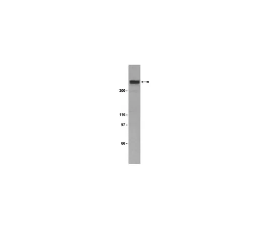 62-8370-69 Anti-p300 CT, clone RW128; 200 μg 05-257