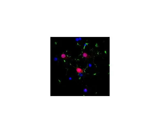 62-8465-61 Anti-NeuN (rabbit polyclonal); 100 μg ABN78