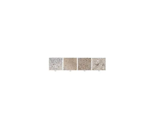 62-8445-43 Anti-Mu Opioid Receptor Antibody Cat. No. AB1580-I AB1580-I