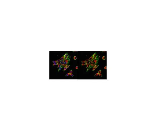 62-8446-85 Anti-Calnexin; 100 μL AB2301