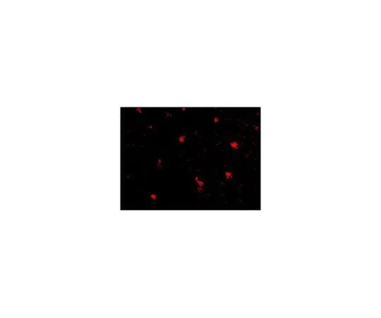 62-8466-70 Anti-FEZ2 ABN341