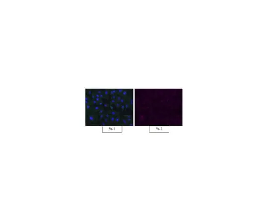 62-8372-16 Anti-Bmi-1 Antibody, clone F6, Alexa Fluor(R) 647 05-637-AF647