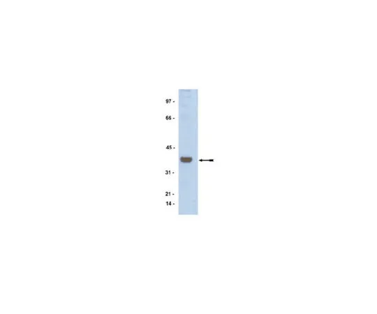 62-8367-91 Anti-ATF1, Rabbit Monoclonal; 100 μL 04-068