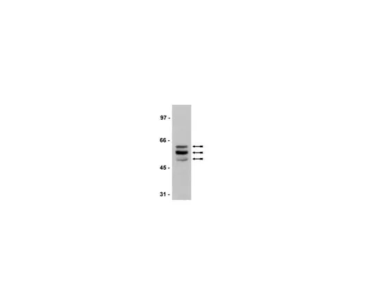 62-8373-06 Anti-Tau (4-repeat isoform RD4), clone 1E1/A6; 200 μL 05-804