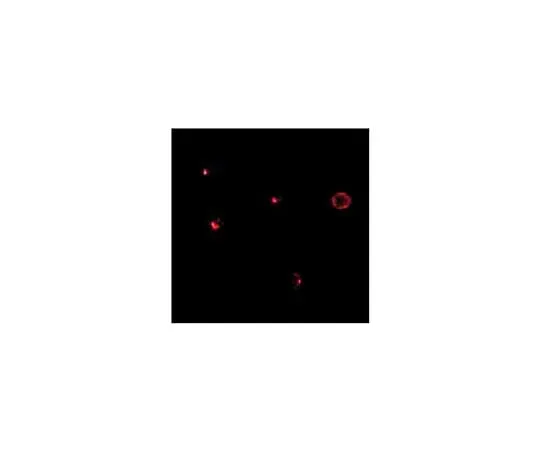 62-8465-10 Anti-TCCR ABF295