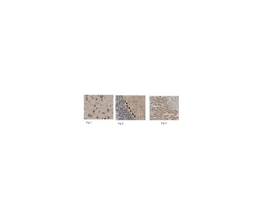 62-8468-34 Anti-HES-1 ABN1386