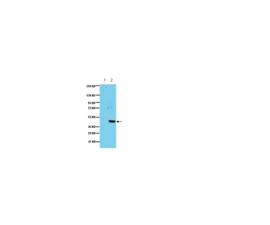 62-8373-36 Anti-IDO (Indoleamine 2,3-Dioxygenase), clone 10.1; 100 μg 05-840