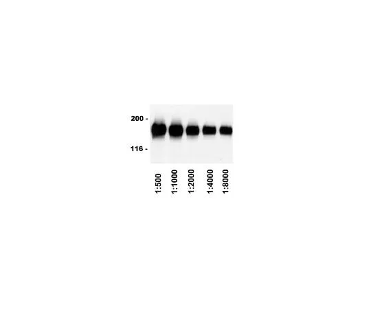 62-8390-45 Rabbit anti-Sheep IgG, HRP conjugate; 500 μg 12-342
