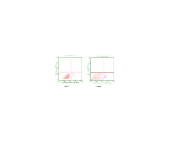 62-8373-37 Anti-phospho-Bcl-2 (Ser70), clone 69-10C-2-10C-18; 100 μL 05-843R
