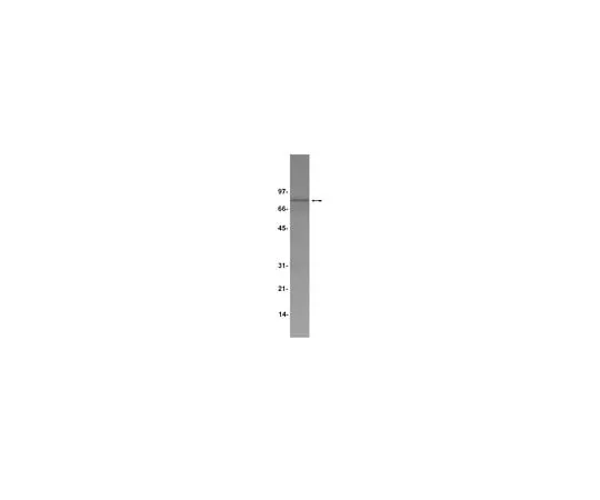 62-8382-45 Anti-TPOR/c-Mpl; 200 μg 06-944