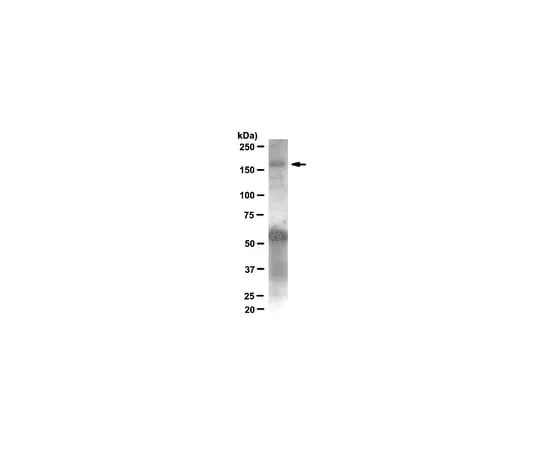 62-8372-94 Anti-IRS1, clone 58-10C-31; 100 μL 05-784R