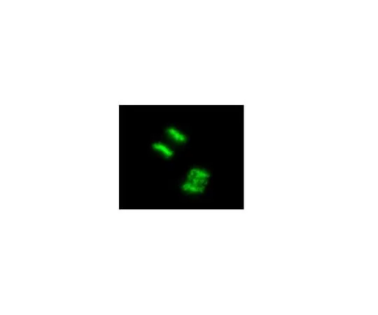 62-8394-65 LentiBrite(TM) Histone H2B-GFP Lentivira lBiosensor 17-10229