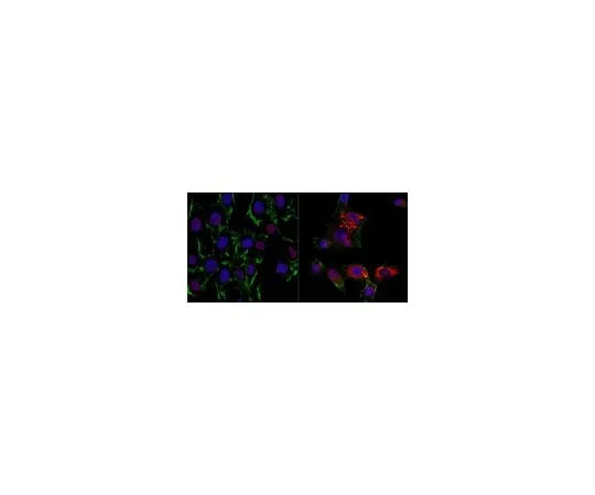 62-8463-71 Anti-60S RPL5 ABE1439
