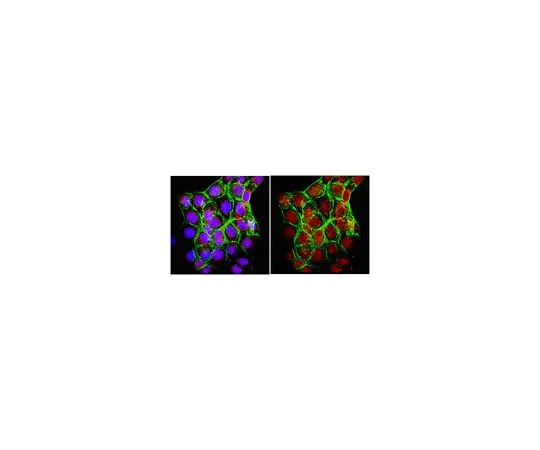 62-8460-25 Anti-FOXP3; 100 μL ABE75