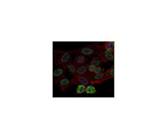 62-8385-11 Anti-trimethyl-Histone H3 (Lys9), Alexa Fluor(R) 488 Conjugate 07-442-AF488