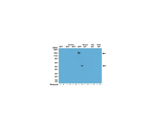 62-8369-87 Rabbit-Anti-Human IgG4 Antibody, clone RM120 04-1667