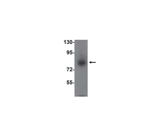 62-8462-71 Anti-SIK1 Antibody ABE799 ABE799