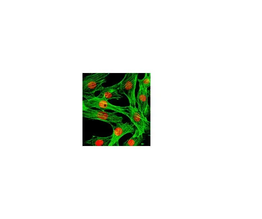 62-8374-97 Anti-FOXA1, clone 2F83; 100 μg 05-1466