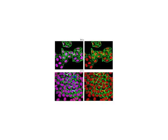 62-8460-34 Anti-monomethyl-Histone H3 (Lys9) Antibody, Trial Size ABE101-S ABE101-S