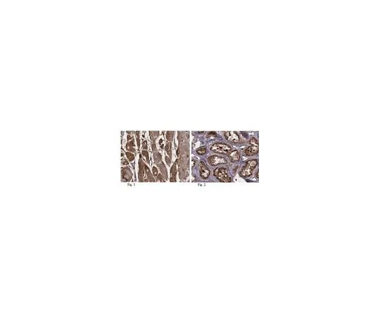 62-8457-06 Anti-BAG family molecular chaperone regulator 3 (BAG3) ABC156
