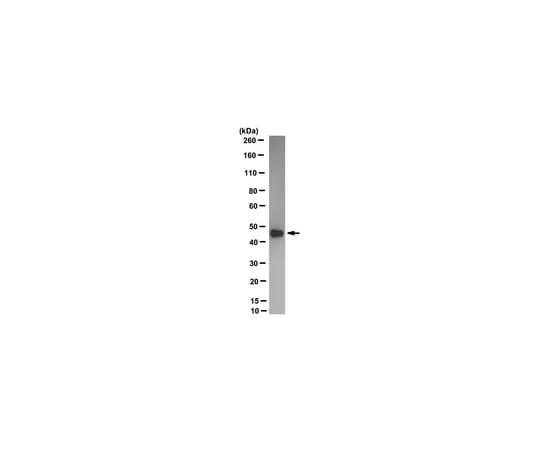 62-8373-90 Anti-ERK1/MAPK3 Antibody, CT Antibody, clone UP-158-22-3-10 05-957-I