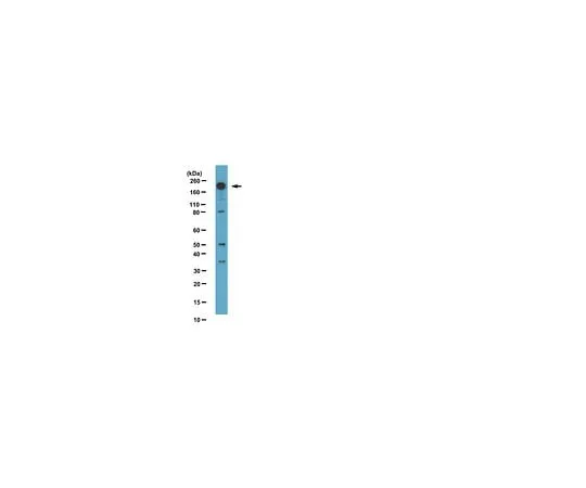 62-8388-18 Anti- Phospho-Dnmt1(Ser714); 100 μg 07-1594