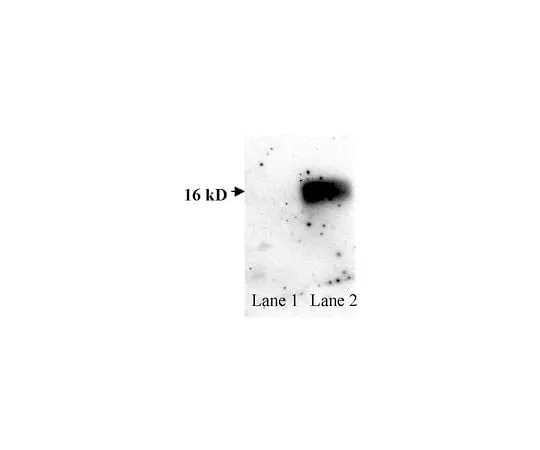 62-8450-26 Anti-Superoxide Dismutase 1, aa 25-37; 50 μL AB5480