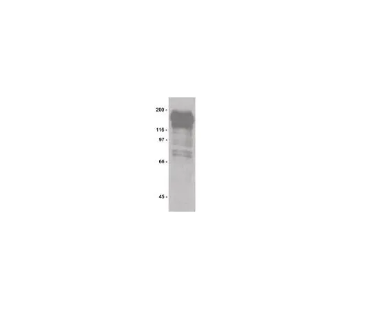 62-8392-31 Anti-Phosphotyrosine, recombinant clone 4G10R, biotin conjugate; 100 μg 16-204