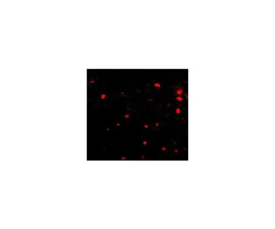 62-8466-71 Anti-FEZ2 ABN342