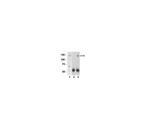 62-8385-55 Anti-PIR121-1/Sra-1; 200 μg 07-531
