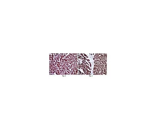 62-8454-53 Anti-COX4; 100 μg AB10526