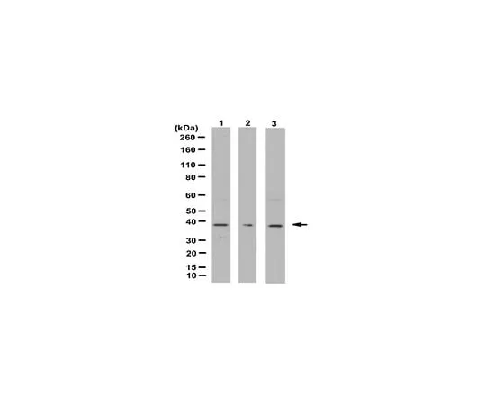 62-8457-03 Anti-Annexin A1, Antibody Cat. No. ABC151 ABC151